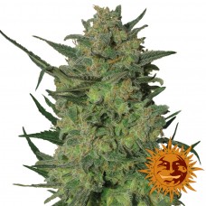 LSD - Barney's Farm